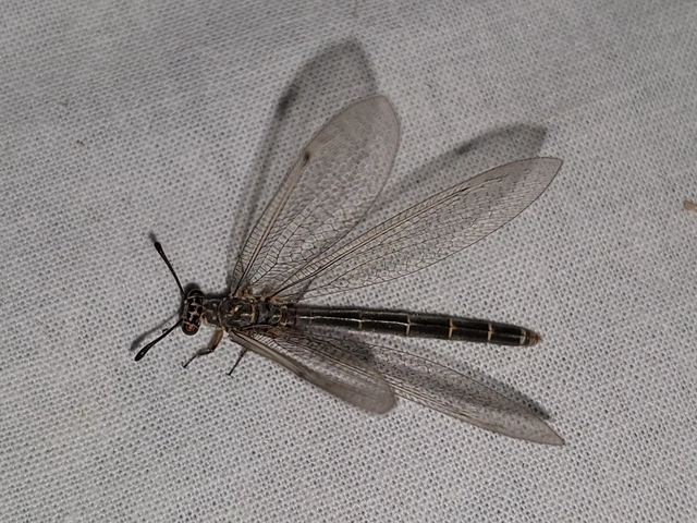 Myrmeleon