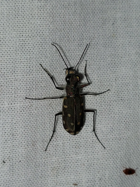 Calomera littoralis nemoralis - sziki homokfutrinka