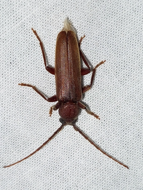 Arhopalus rusticus - gödrösnyakú cincér