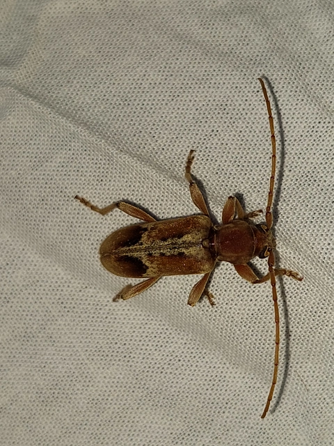 Trichoferus pallidus - sápadt éjicincér