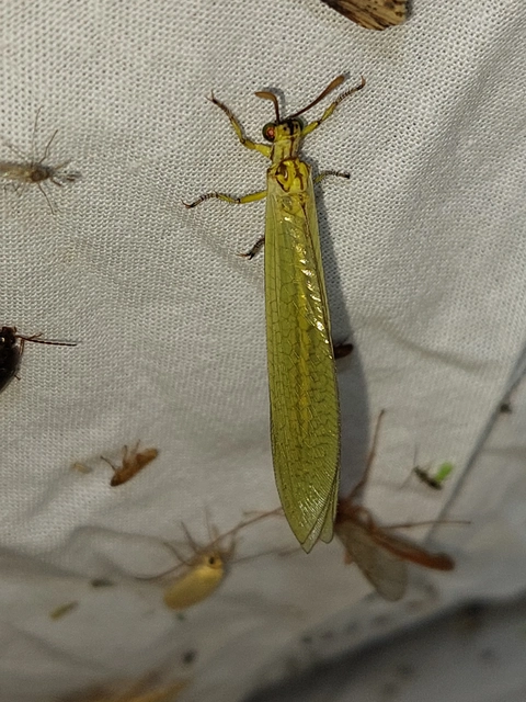Myrmecaelurus trigrammus - hangyafarkas