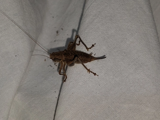 Pholidoptera griseoaptera - szürke avarszöcske