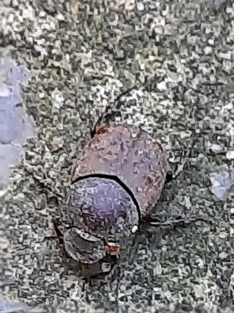 Onthophagus coenobita - rezes trágyatúró