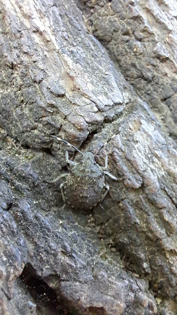Halyomorpha halys - ázsiai márványospoloska