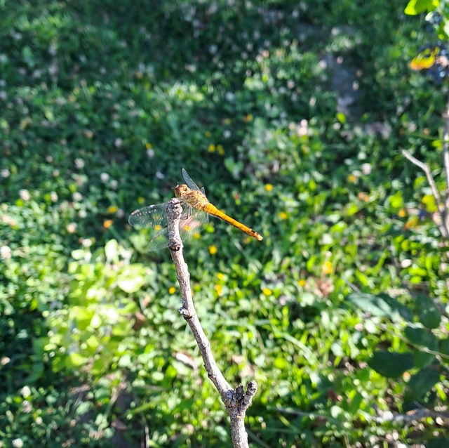 Sympetrum sanguineum - vörös katona-szitakötő