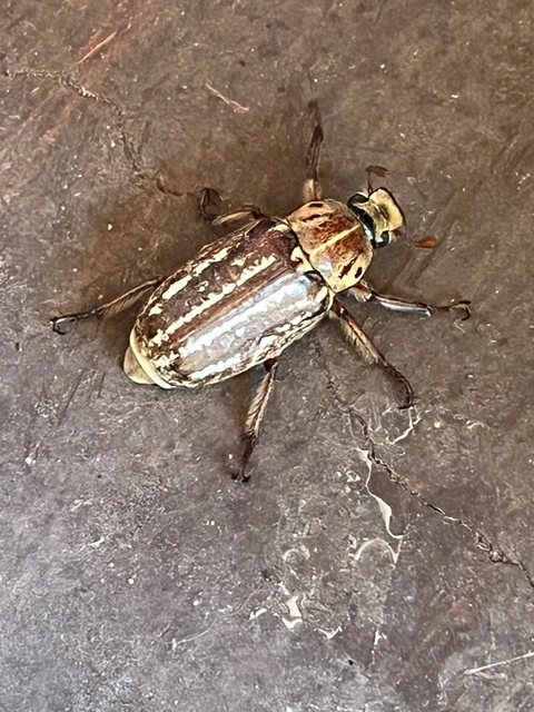Anoxia orientalis - keleti cserebogár