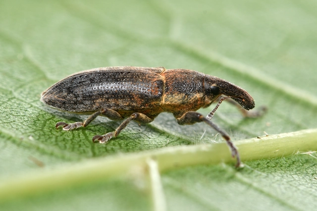 Lixus bituberculatus - kétpúpú dudvabarkó