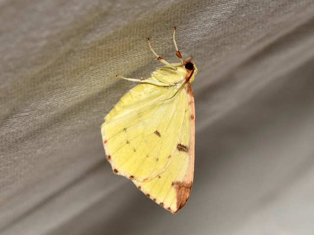 Opisthograptis luteolata - citromsárga araszoló