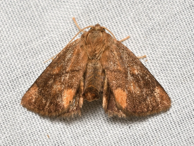Apoda limacodes - kagylólepke