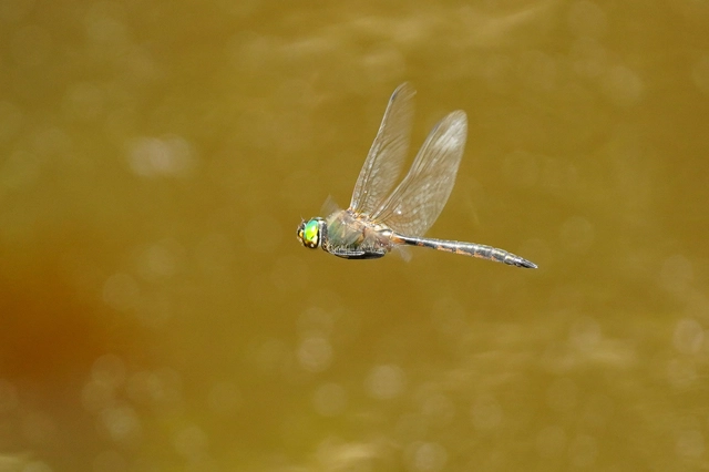 Somatochlora flavomaculata - sárgafoltos smaragdszitakötő