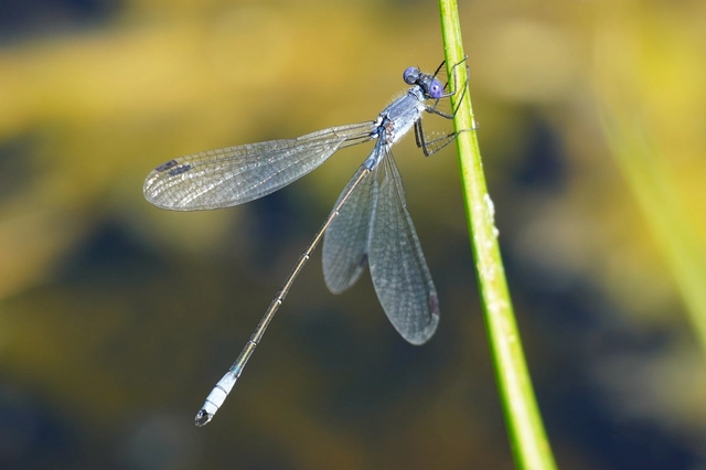 Lestes macrostigma - nagyfoltos rablószitakötő