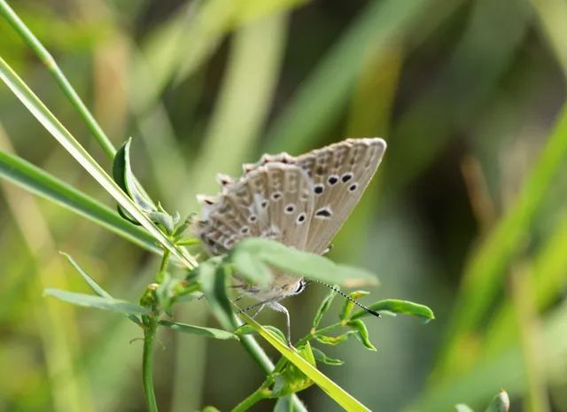 Polyommatus daphnis - csipkés boglárka
