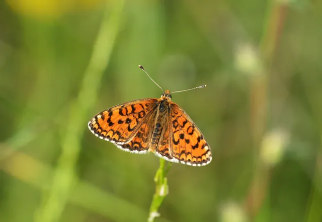 Melitaea trivia - kis tarkalepke