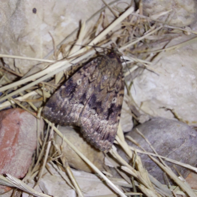 Amphipyra berbera/pyramidea