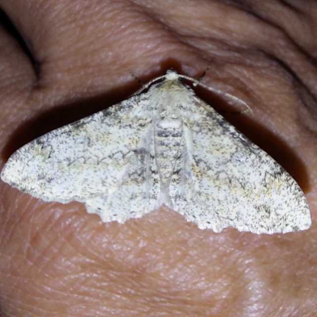 Ascotis selenaria - holdas faaraszoló