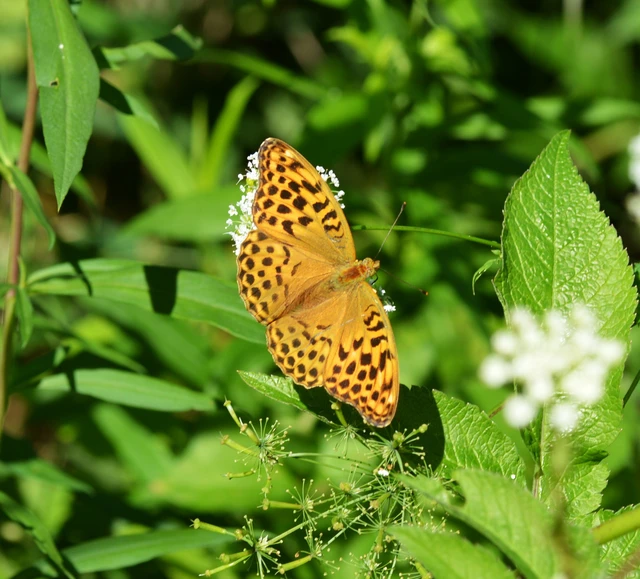 Argynnis paphia - nagy gyöngyházlepke