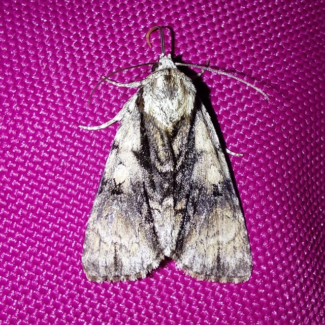 Acronicta alni - éger-szigonyosbagoly