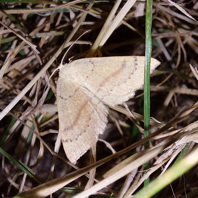 Cyclophora linearia - vonalas pettyesaraszoló