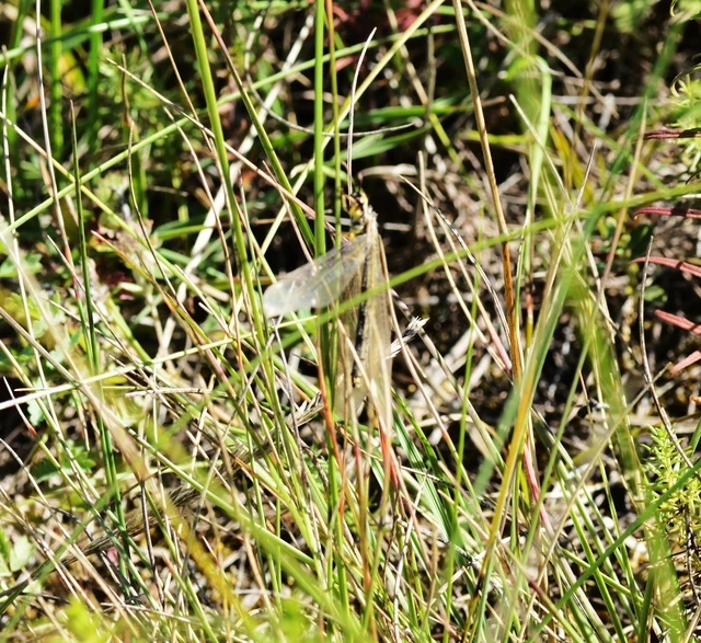 Myrmecaelurus trigrammus - hangyafarkas
