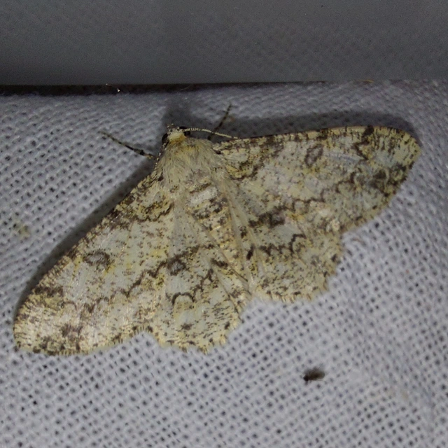 Ascotis selenaria - holdas faaraszoló