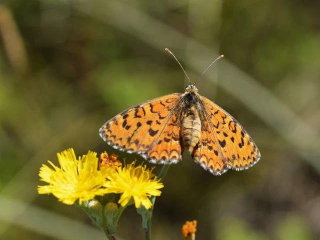 Melitaea trivia - kis tarkalepke