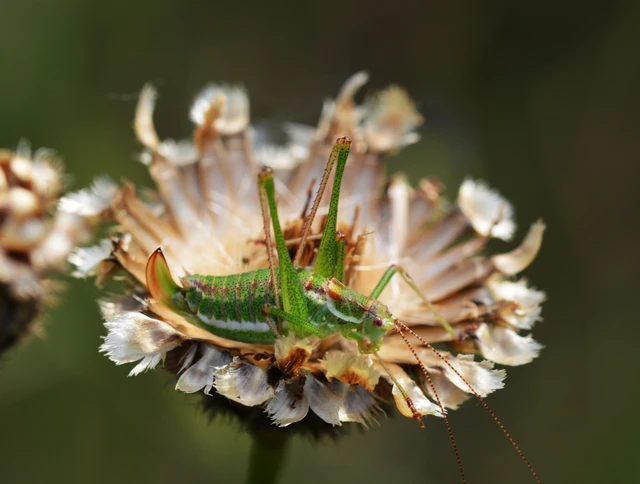 Leptophyes albovittata - közönséges virágszöcske