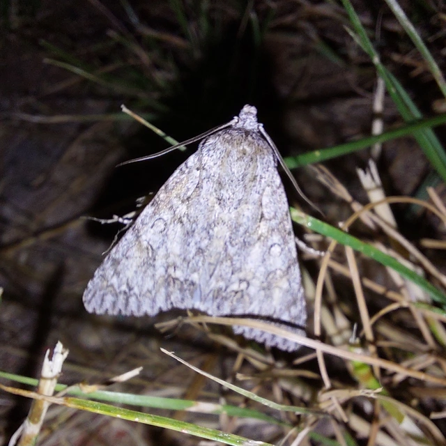 vadgesztenye-szigonyosbagoly - Acronicta aceris