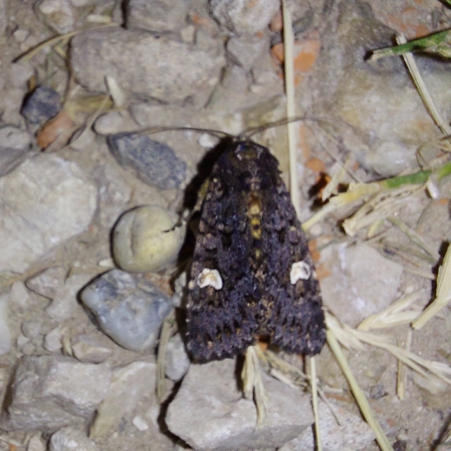 Melanchra persicariae - fehérfoltos kertibagoly