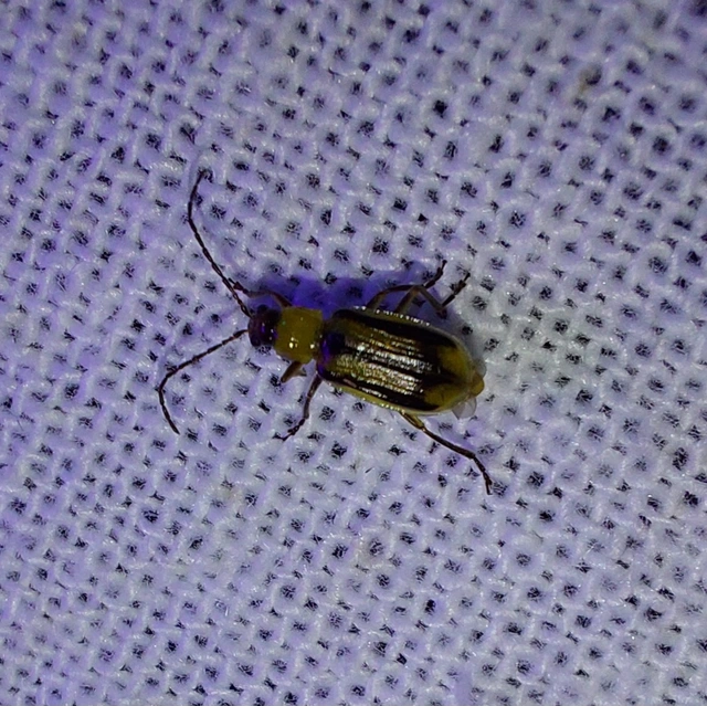 Diabrotica virgifera - amerikai kukoricabogár