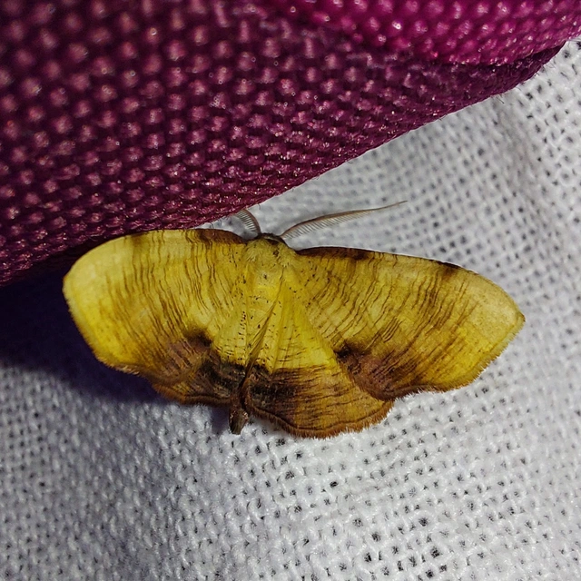 Plagodis dolabraria - baltaszárnyú araszoló