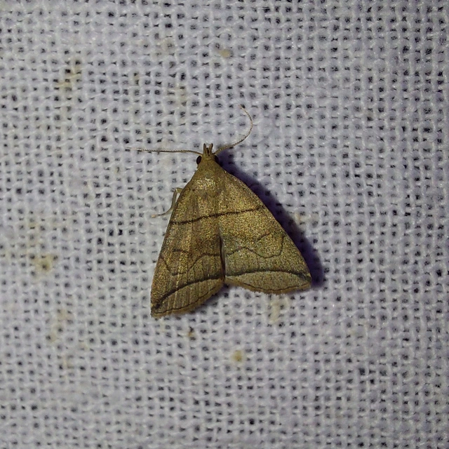Herminia grisealis - ligeti karcsúbagoly