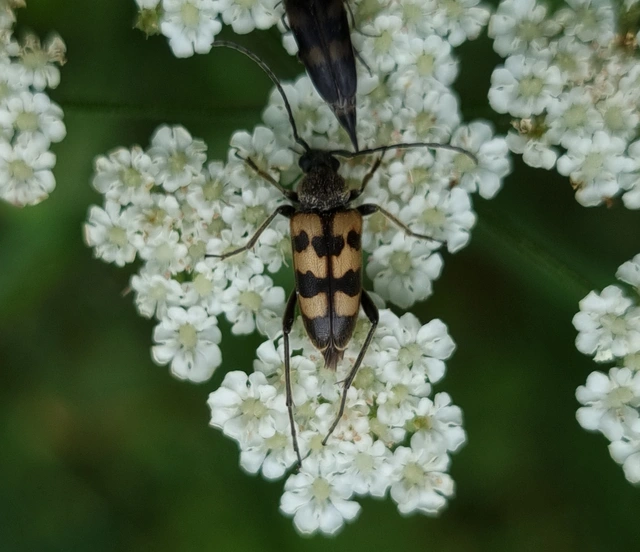 Pachytodes erraticus - rajzos virágcincér