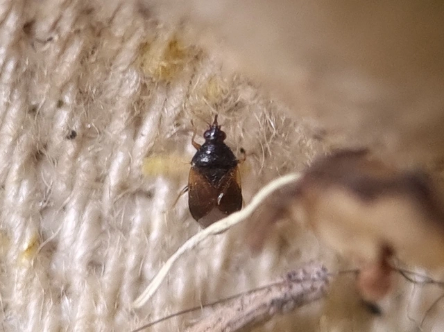 Anthocoridae - virágpoloskák Anthocoridae - virágpoloskák