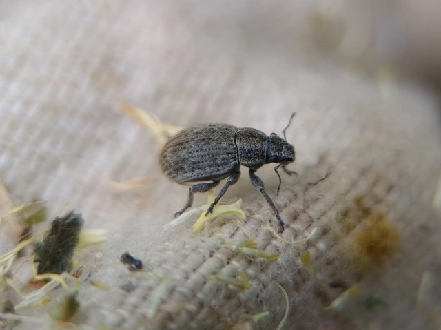 Strophosoma faber - homoki mesterormányos
