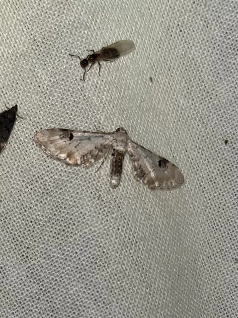 Eupithecia centaureata - búzavirág-törpearaszoló