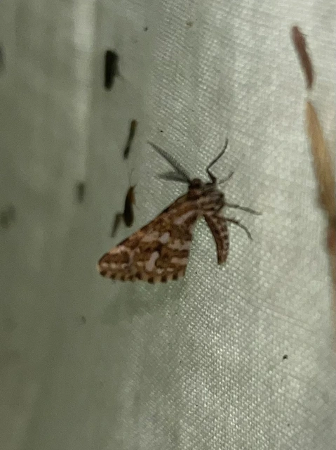 Narraga fasciolaria/tessularia