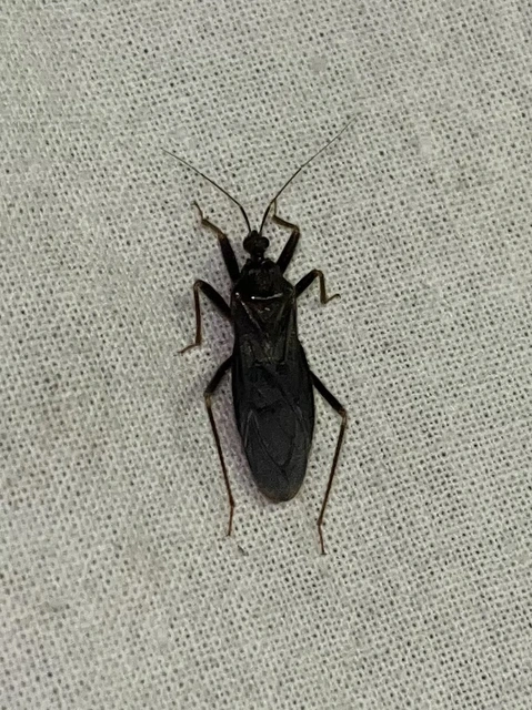 Reduvius personatus - szemetes zugpoloska