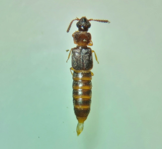 Phloeonomus punctipennis
