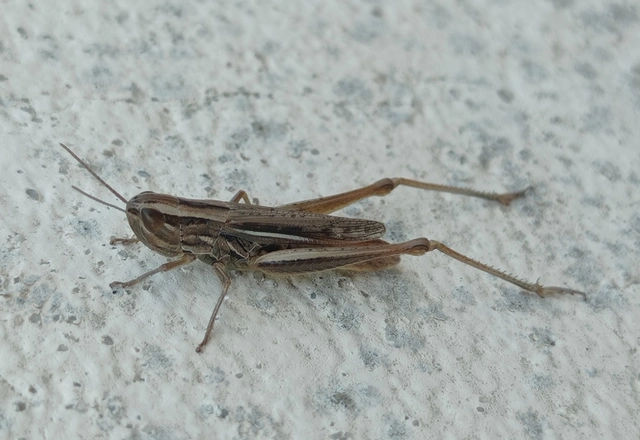 Euchorthippus