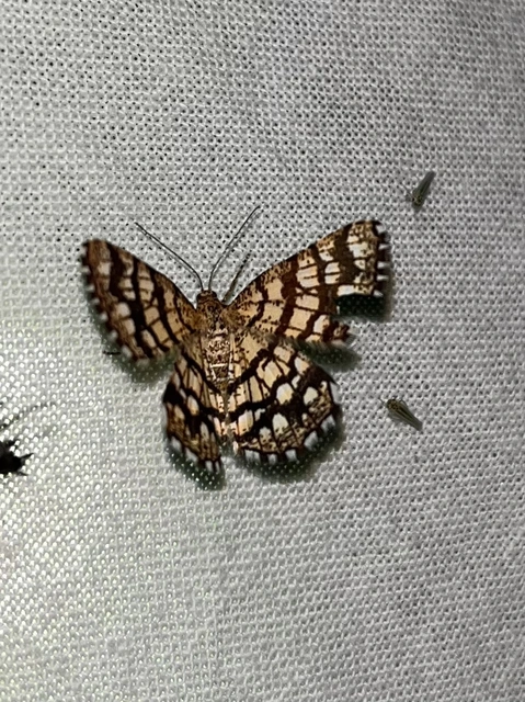 Chiasmia clathrata - rácsos rétiaraszoló