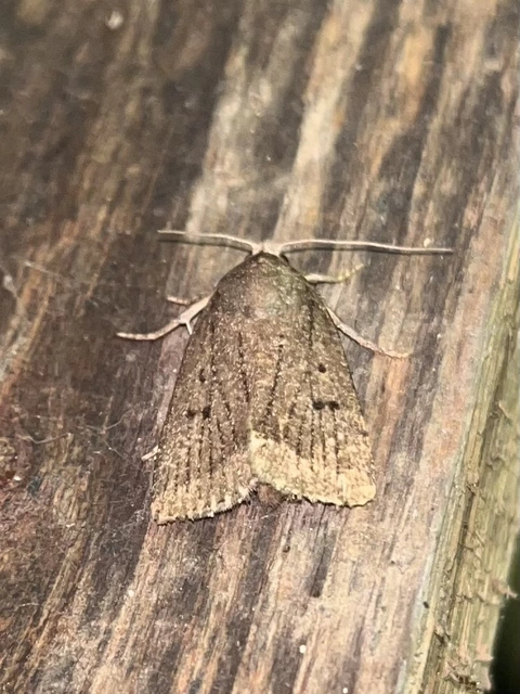 bakszakállbagoly - Amphipyra tragopoginis