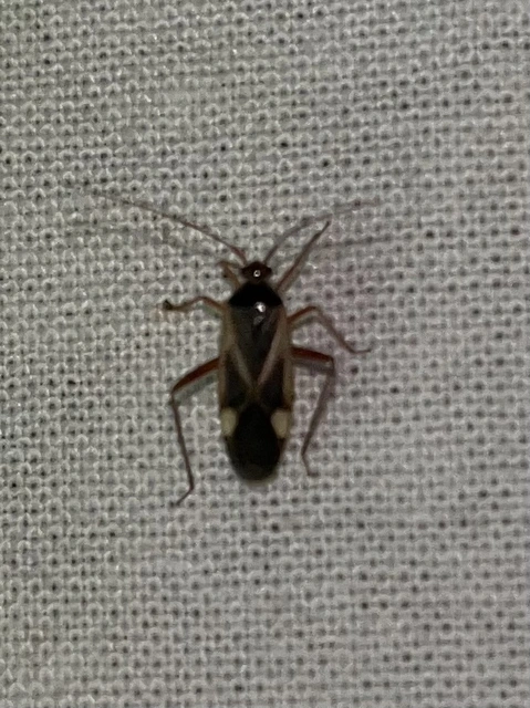 Adelphocoris reichelii