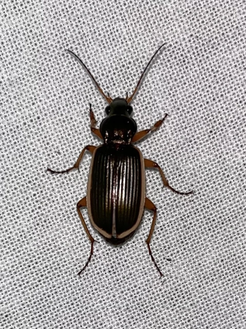 Chlaenius spoliatus - csupasz bűzfutó
