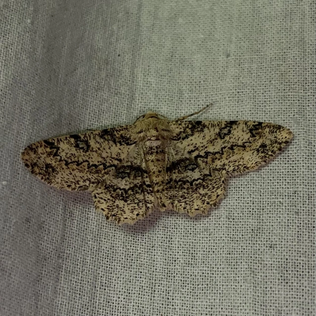 Ascotis selenaria - holdas faaraszoló