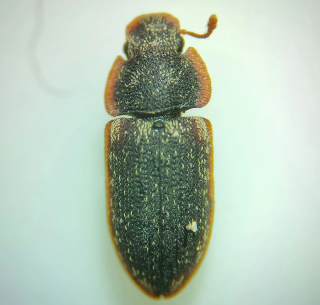 Colobicus hirtus - szegélyes héjbogár