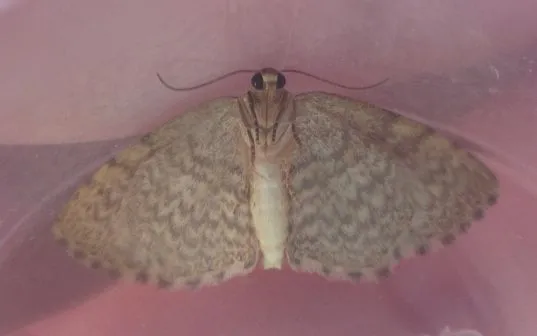 barnás égeraraszoló - Euchoeca nebulata