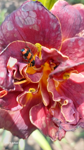 Trichodes apiarius - szalagos méhészbogár