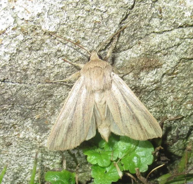 vörös rétibagoly - Mythimna pudorina