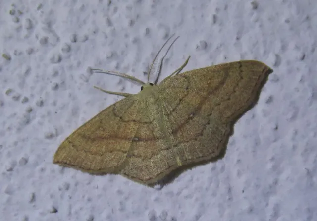 Cyclophora linearia - vonalas pettyesaraszoló
