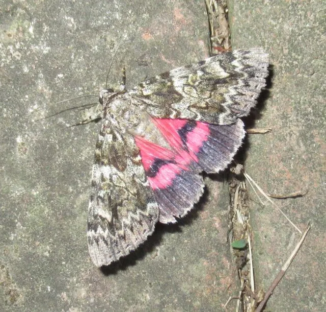Catocala promissa - kis tölgyfa-övesbagoly